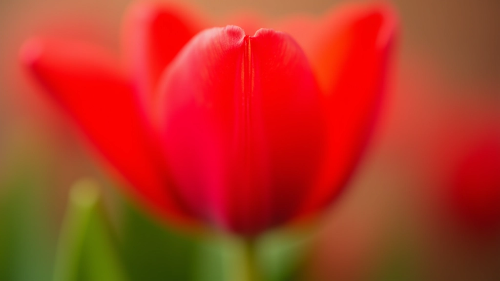 Close-up of vibrant tulip petals showing texture and natural color gradients